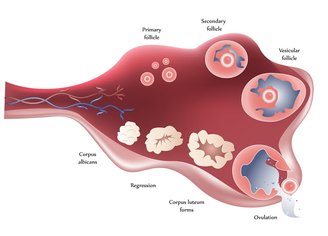 排卵痛代表這時候容易懷孕 排卵期痛有哪些症狀 媽咪拜mamibuy