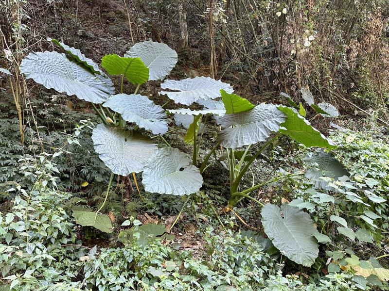 【Nanusa納奴薩莊園】原流新創聚落｜泰雅部落體驗一日遊，