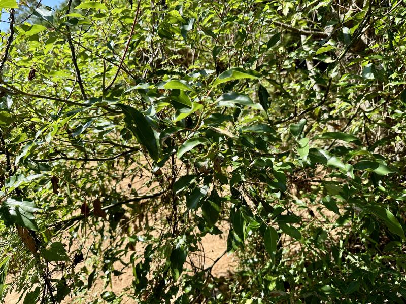 【Nanusa納奴薩莊園】原流新創聚落｜泰雅部落體驗一日遊，